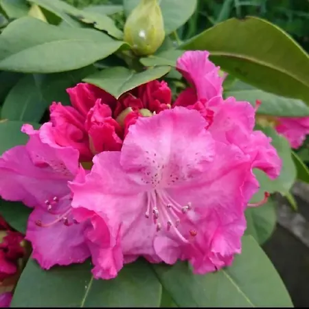 Wellness Oase By Interhome