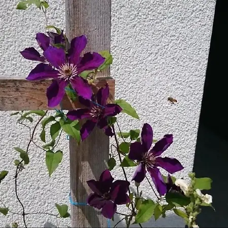 Appartement Wellness Oase By Interhome *