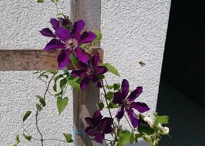 Appartement Wellness Oase By Interhome *